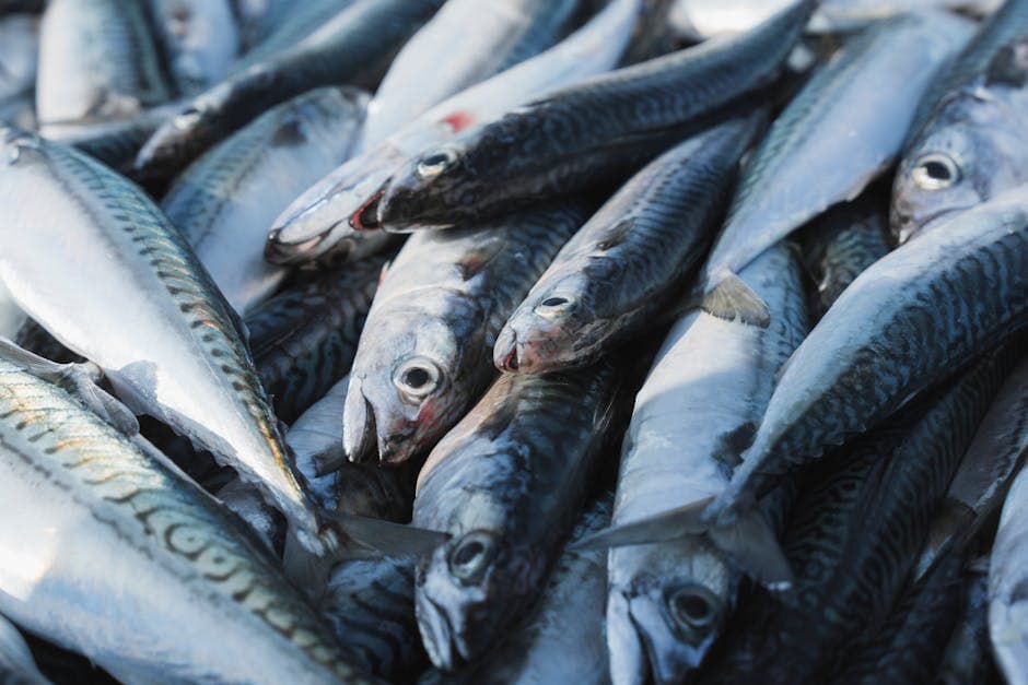 Sysco dinged on seafood sustainability · Photo by Nadine Ginzel on Pexels