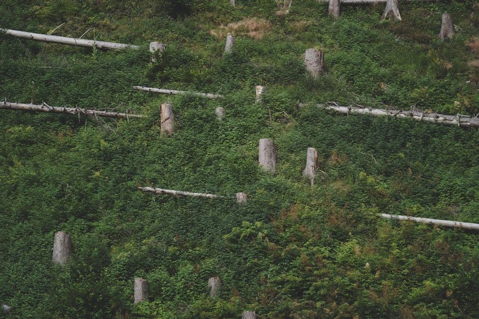 Legal logging and soaring saplings: the ‘green islands’ bucking the deforestation trend in central America · Photo by eberhard grossgasteiger on Pexels