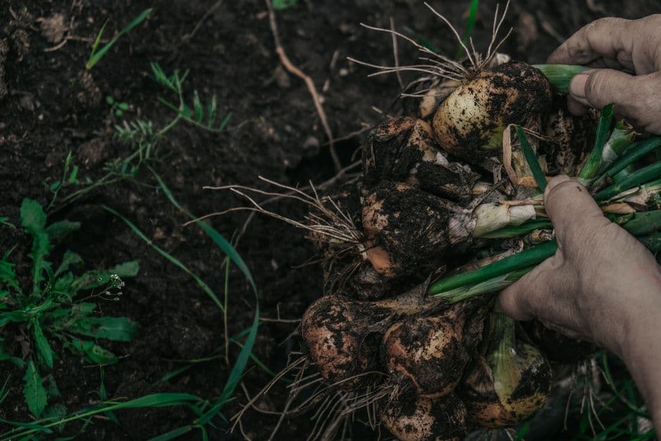 Nutrients in our food are declining. Can regenerative agriculture save it? · Photo by Alexandra Kollstrem on Pexels