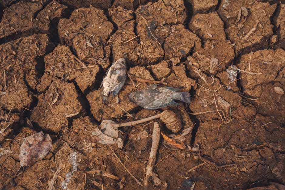 ‘Without us, they are doomed’: volunteers save fish from French rivers drying up in heatwaves · Photo by Long Bà Mùi on Pexels