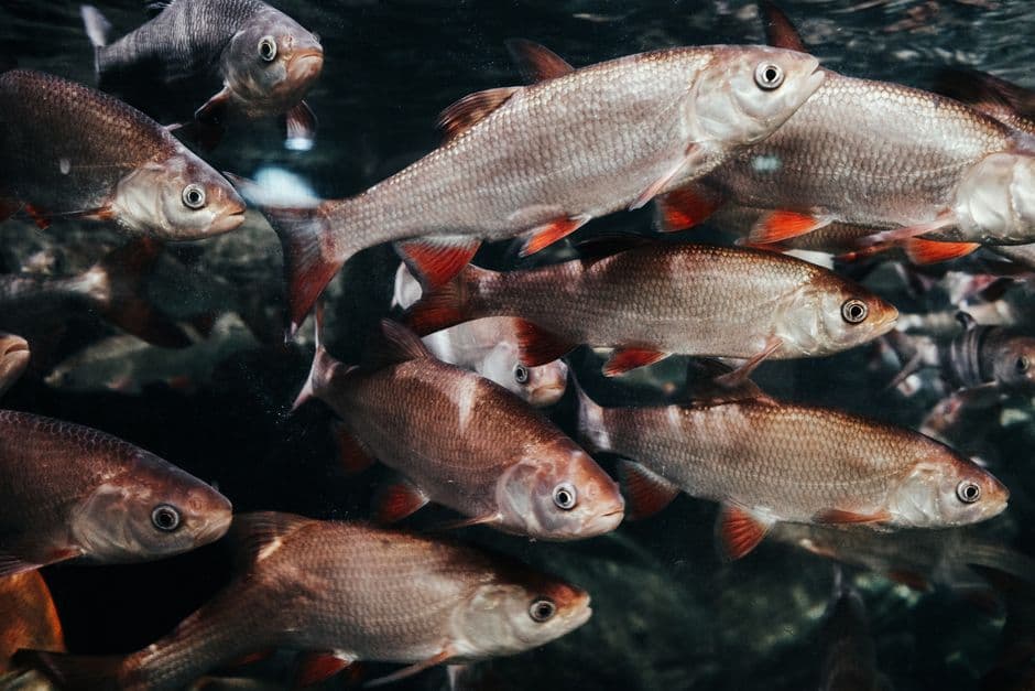 The Great Lakes’ most emblematic fish could be consigned to history books · Photo by Lisa from Pexels on Pexels