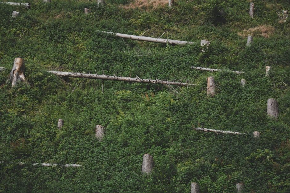World falling short on 22 of 23 nature targets for 2030, says draft UN report · Photo by eberhard grossgasteiger on Pexels
