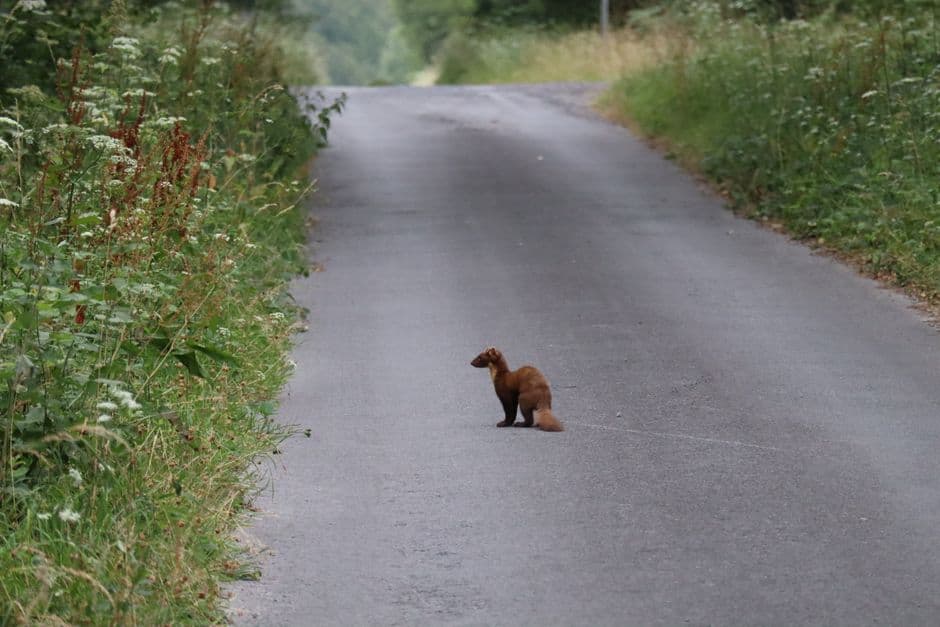 Pine marten babies born on Exmoor for first time in 100 years · Photo by El Capra on Pexels