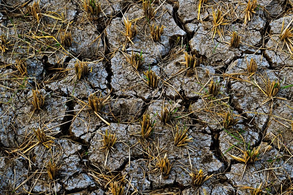‘Worst we’ve known’: UK turns to imports as drought and heat hit vegetable crops · Photo by kevin yung on Pexels