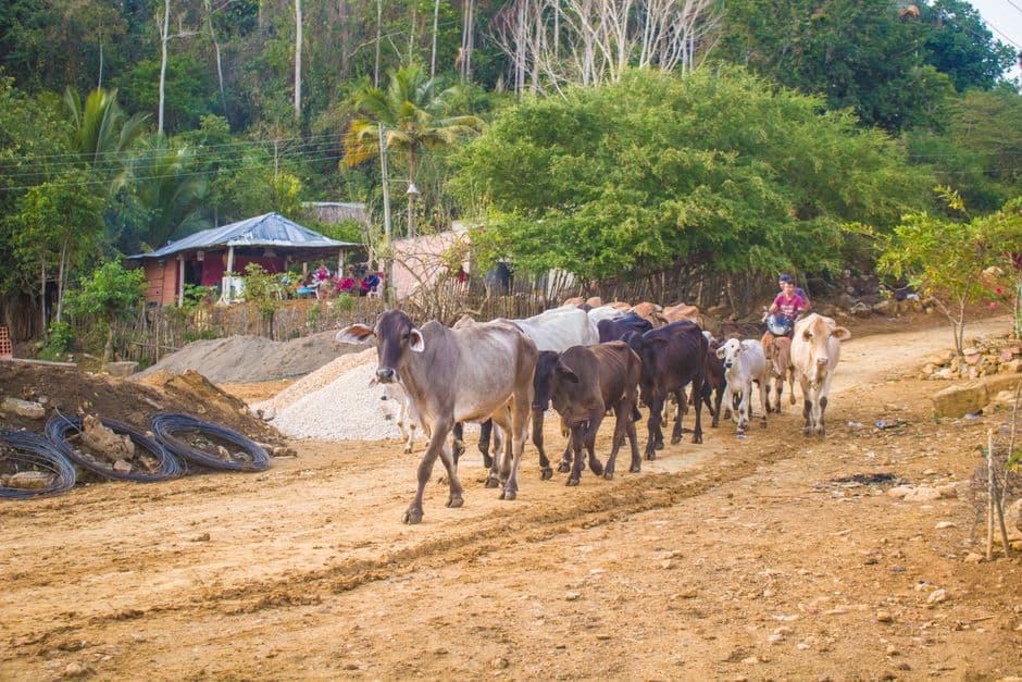 ‘Danger no longer only comes from the hitmen, but from the state’: the Honduran farmers labelled terrorists for protecting their land · Photo by Francisco Angulo Blanco on Pexels