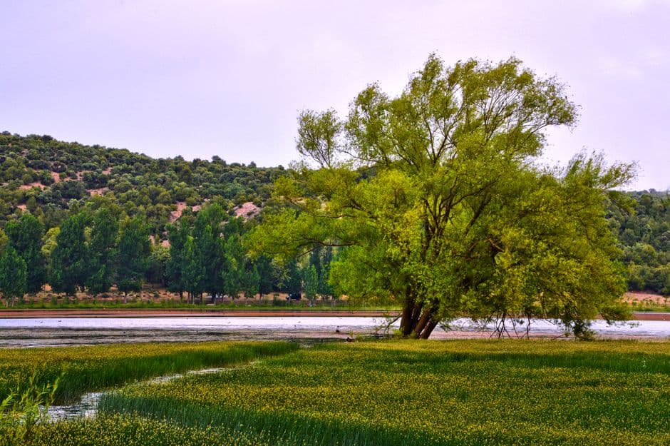 Protesters occupy 200-year-old tree at US-Mexico border to stop its destruction: ‘She’s our Statue of Liberty’ · Photo by Moussa Idrissi on Pexels