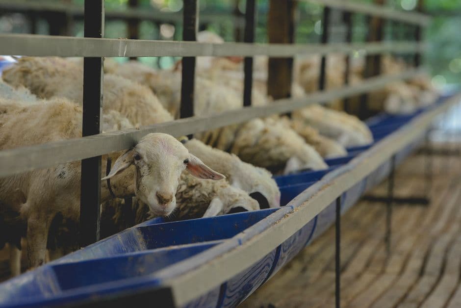 Alarming surge in bluetongue disease reported among UK sheep · Photo by BASTIAN WARDANA on Pexels