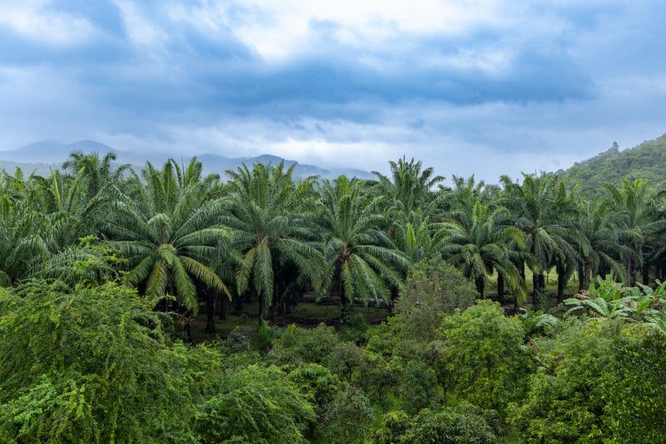 Sustainability loans for palm oil firms linked to deforestation, report warns · Photo by Mohan Nannapaneni on Pexels