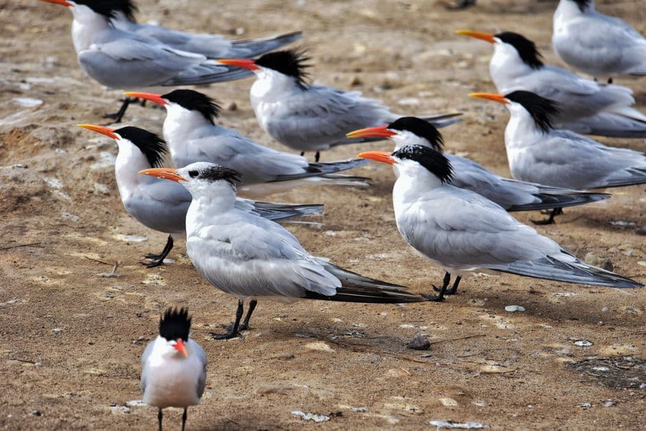 When bird flu hit the UK, suffering seabirds died in their thousands. Australia’s wild flocks will soon do the same · Photo by SUKHEE LEE on Pexels