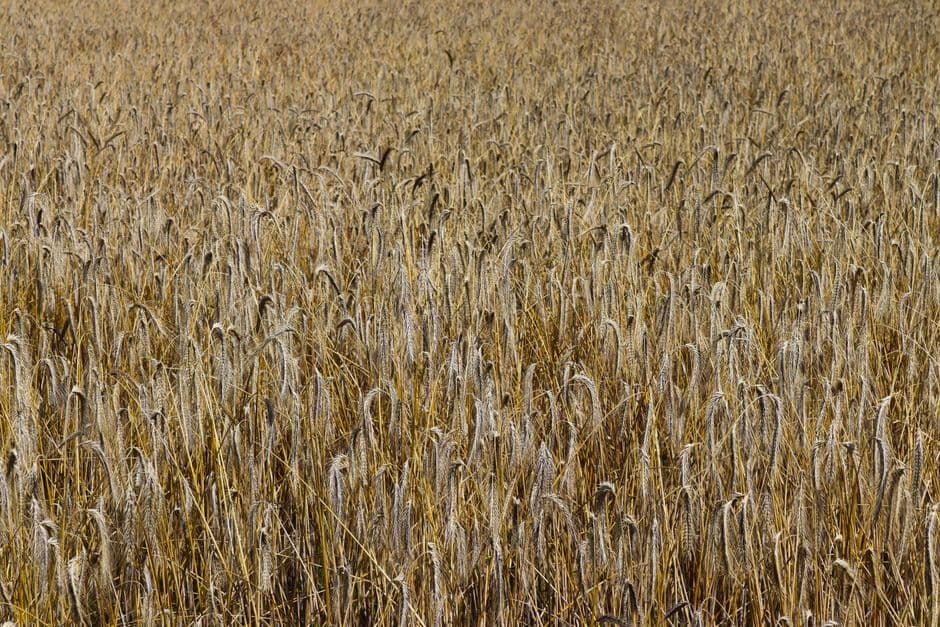Global food prices at three-year high as heatwaves and wars push up crop costs · Photo by Arthur on Pexels