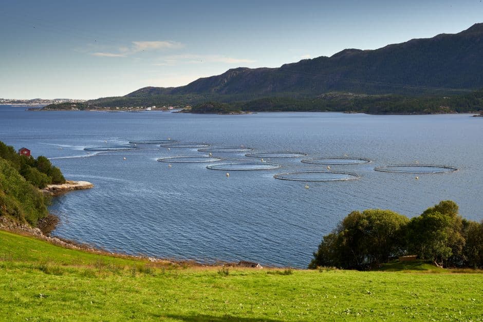Falkland Islanders call for referendum on plans for massive salmon farm · Photo by Barnabas Davoti on Pexels