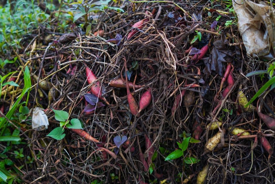 Plastics contamination an ‘overlooked’ concern in food waste schemes, experts say · Photo by Robbi F on Pexels