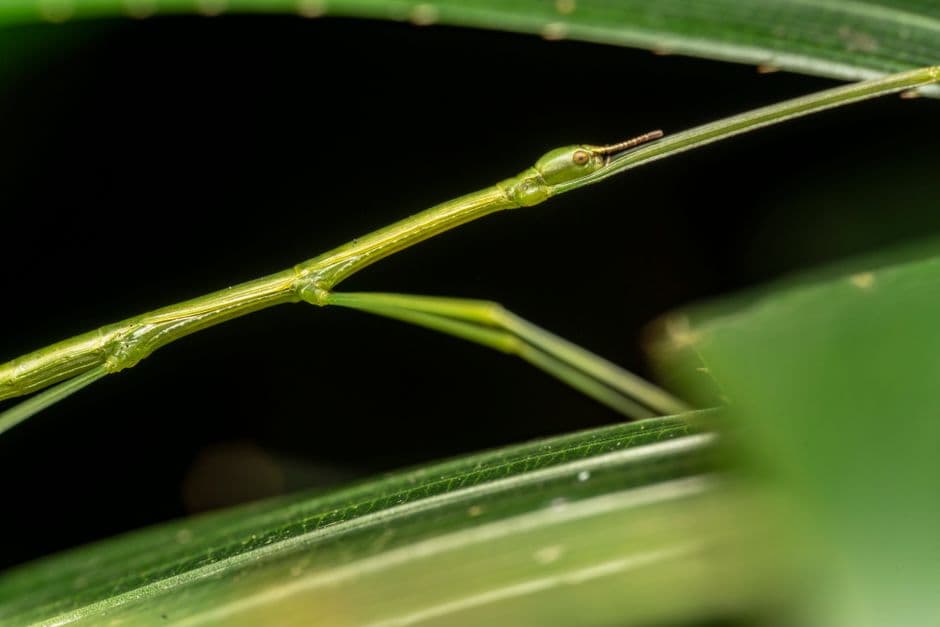 ‘Walking sausage’: the giant stick insect that proves it’s not over till we give up · Photo by Jimmy Chan on Pexels