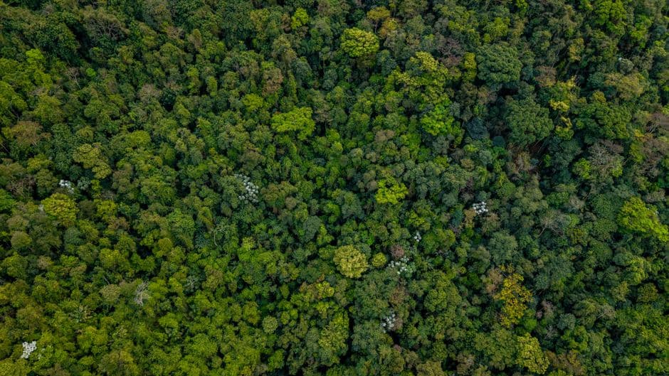 Amazon deforestation alerts reach record lows · Photo by Filipe Braggio on Pexels