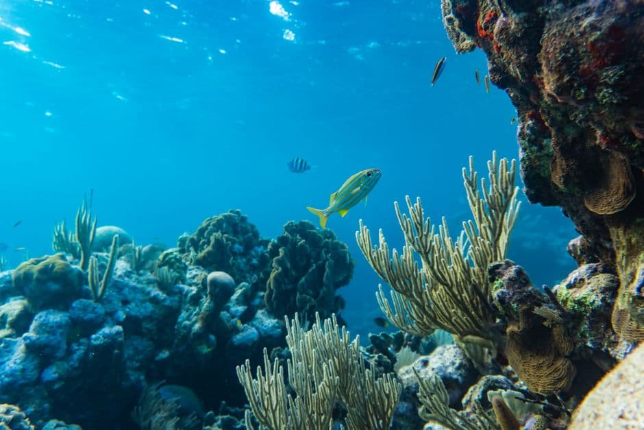 Can Florida’s ‘coastal corridor’ project safeguard wildlife and boost economy? · Photo by Samson Bush on Pexels