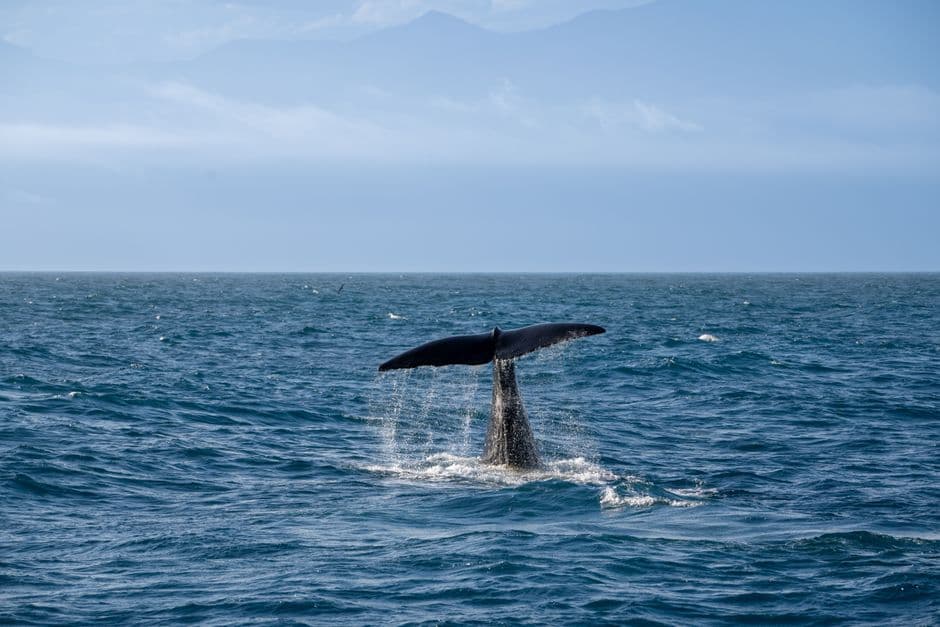 Humpbacks return to Rio: the whales are back from the brink of extinction – but will tourism help or hinder? · Photo by Neil Ni on Pexels
