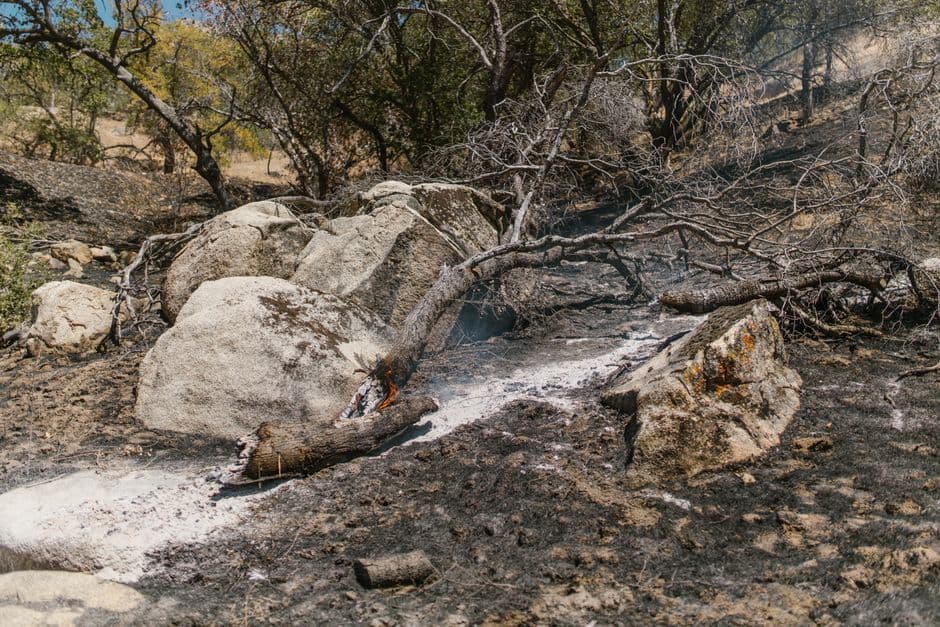 From toxic blooms to dead zones, how wildfires transform oceans and lakes · Photo by RDNE Stock project on Pexels