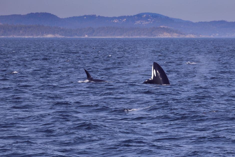Iberian orca known for ramming boats seen with suspected gunshot wounds · Photo by Claudia Solano on Pexels