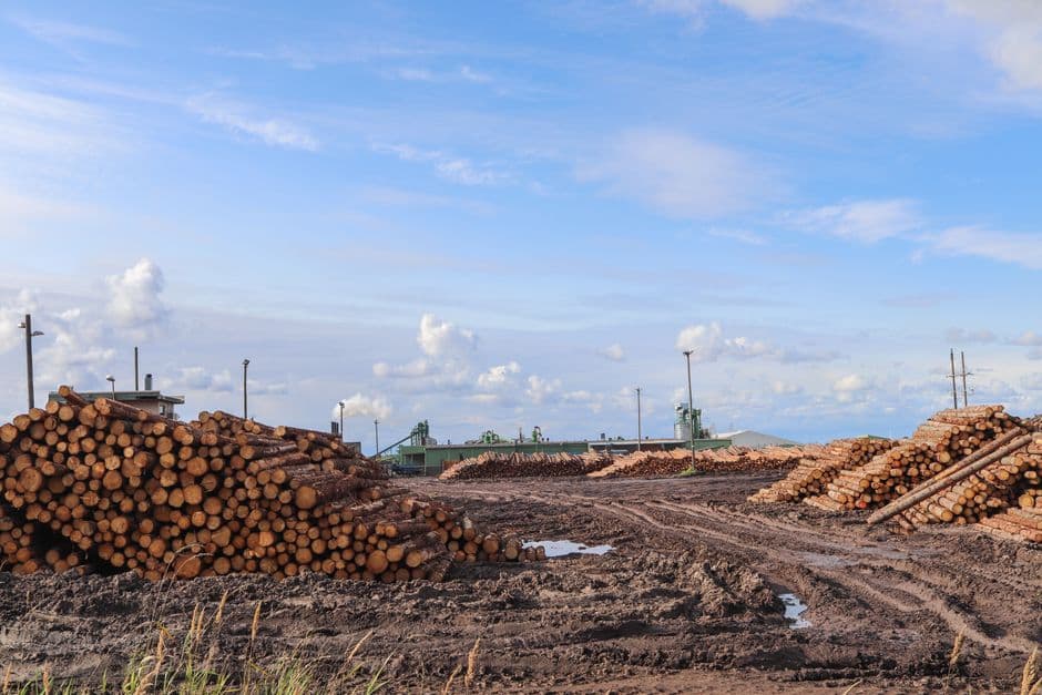 The Next Chapter of Deforestation-Free Supply Chains: What Comes After Traceability? · Photo by Vincent Delsuc on Pexels