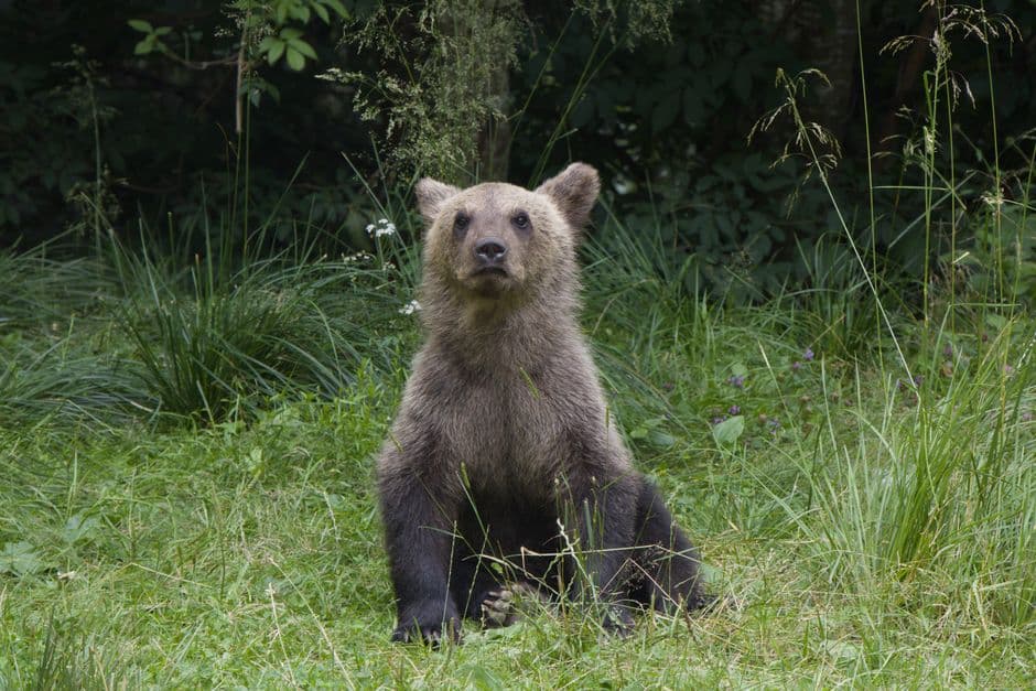 ‘We humans are inept at taking care of baby animals’: why well-fed orphan bears die in the wild · Photo by Maxime Max on Pexels