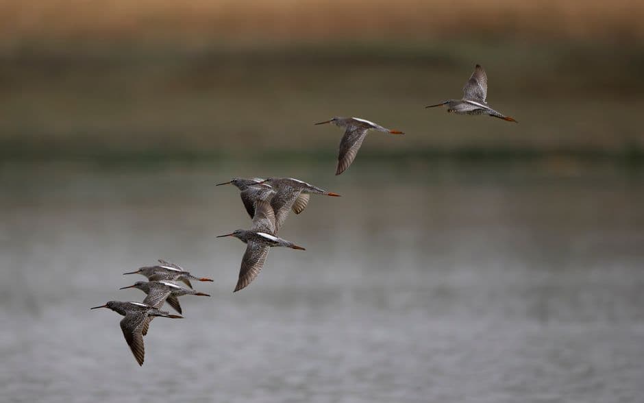Weatherwatch: Climate crisis fuelling steep fall in migratory bird numbers · Photo by Sanjeev Kumar Maurya on Pexels