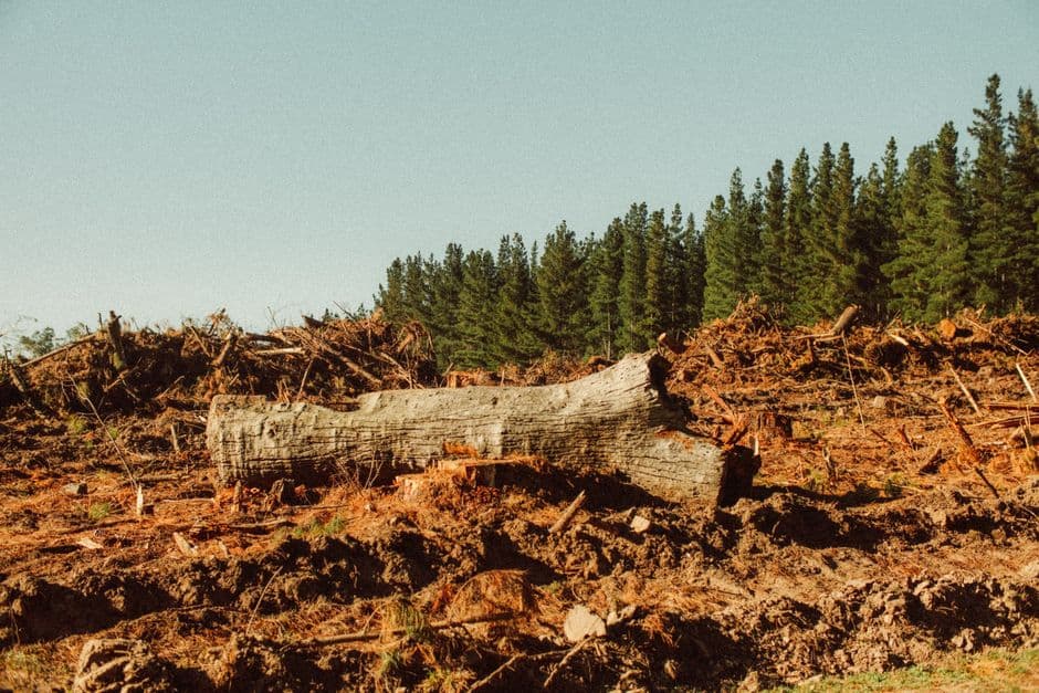 Trump administration advances plan to open national forests to development · Photo by Matt Webster on Pexels