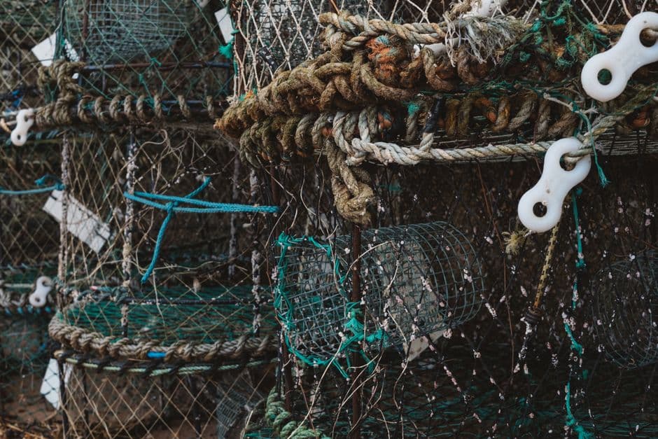 Lobsters and acidic seas: can shellfish help neutralise one of the greatest threats to the ocean? · Photo by Ellie Burgin on Pexels