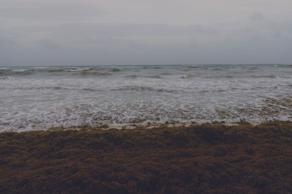 33m tons of toxic seaweed clogs Caribbean beaches – video · Photo by Raul Albright on Pexels
