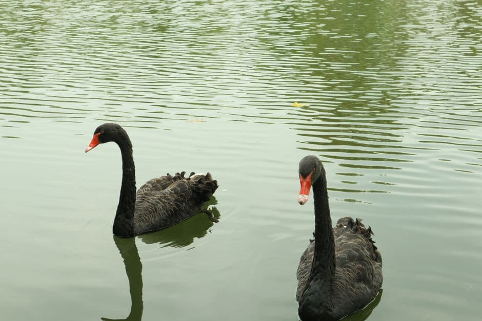 ‘Devastating’: Western Australia fears a black swan moment as bird flu threatens flagship species · Photo by Madzery Ma on Pexels