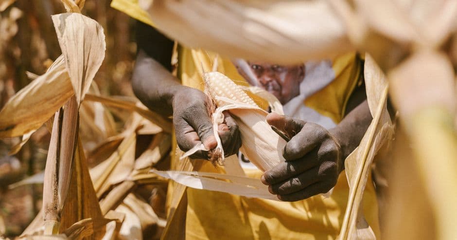 Why am I called The Black Farmer? Because there are so few of us in Britain. I’d like that to change | Wilfred Emmanuel-Jones · Photo by Mwesigwa Joel on Pexels