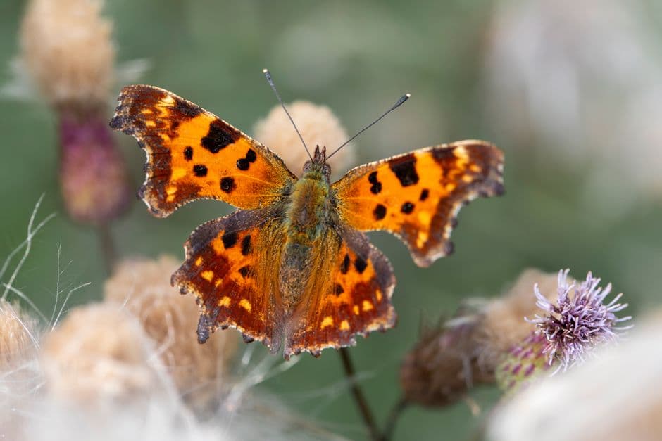 ‘I love it. It’s hope’: the mysterious self-willed wildflower meadow that seeded itself · Photo by Erik Karits on Pexels