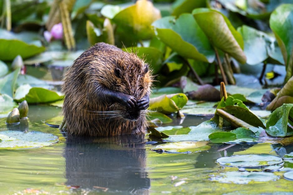 Wild beaver kits born in Norfolk for first time in more than 500 years · Photo by Guohua Song on Pexels