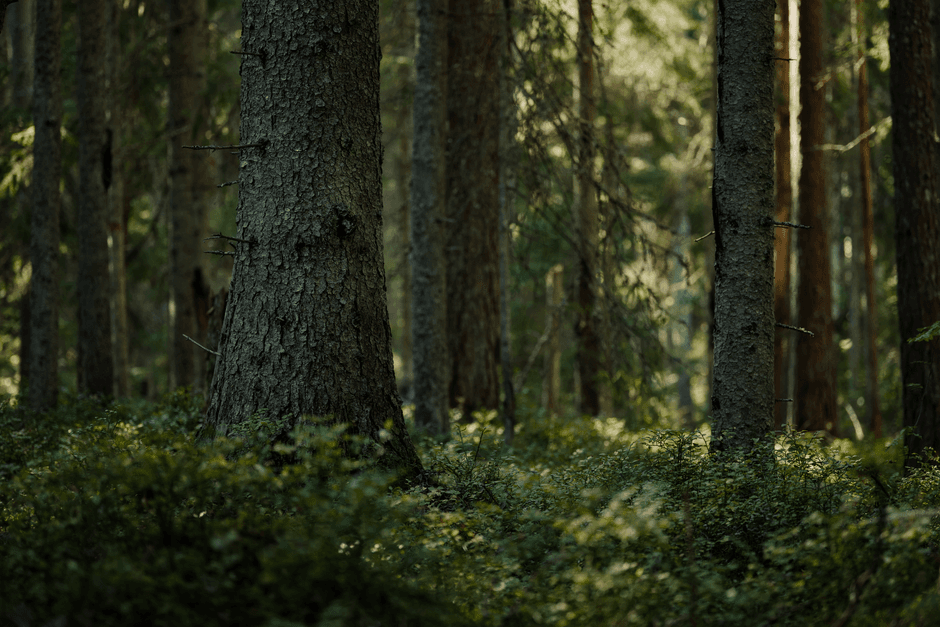 Nature takes its place in SBTi’s net zero standard · Photo by Lauri Poldre on Pexels
