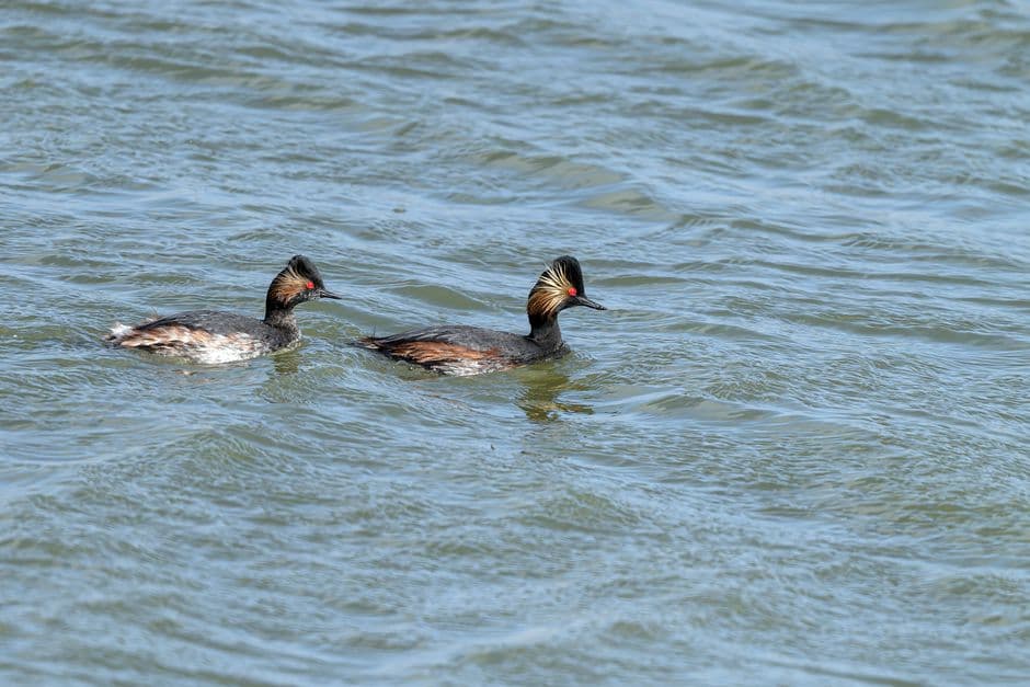 ‘Nature thrives when given a chance’: restored Cheshire wetland now a haven for rare grebe · Photo by Georg Wietschorke on Pexels