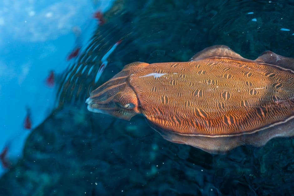 Australia usually hosts the world's biggest cuttlefish mating event - not this year · Photo by DUONG QUÁCH on Pexels