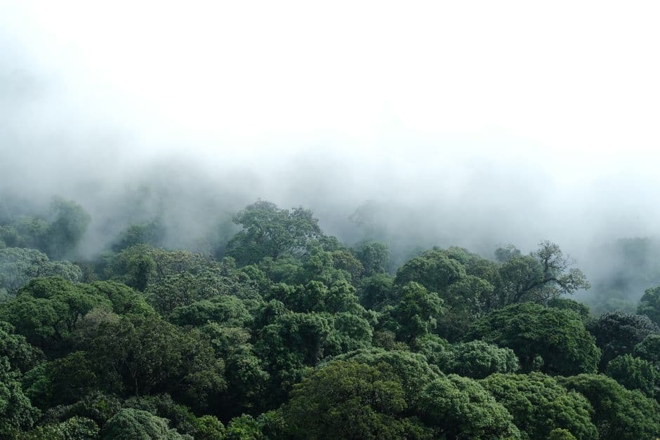 UK announces £400m loan investment in Tropical Forests Forever Facility · Photo by Tung Do on Pexels