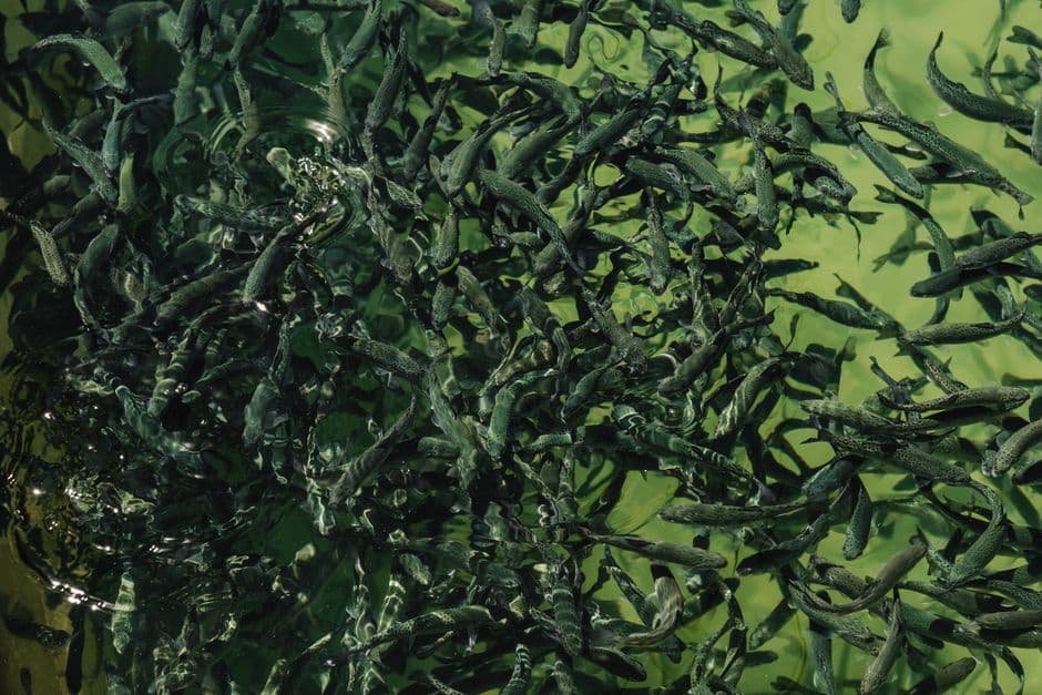 Grinding up fish to feed to fish is ‘absurd’: fears over UN aquaculture plan · Photo by Collab Media on Pexels