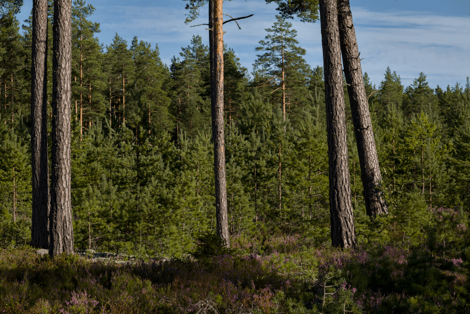 ‘Britain’s Yellowstone’: restoration project aims to take the greed out of land acquisition · Photo by Lauri Poldre on Pexels