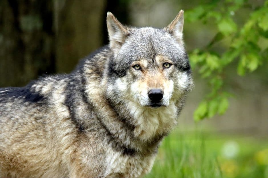 Trump signs order to remove endangered species protection for grey wolves · Photo by patrice schoefolt on Pexels
