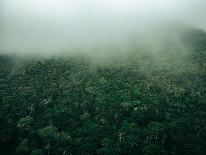 UK Loans Over $500 Million to Tropical Forest Preservation Fund · Photo by Gabriel Ramos on Pexels