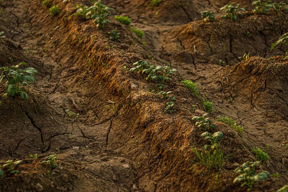 How this summer’s heat and drought impacted crops in Europe – in six charts · Photo by Swastik Arora on Pexels