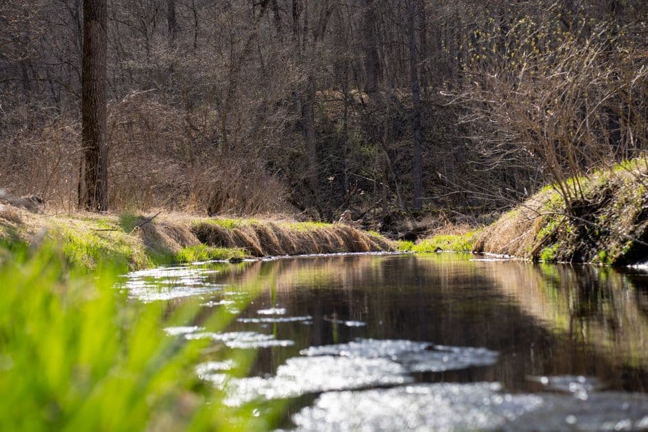 Beavers 'could boost wildlife and tackle drought' · Photo by Tom Fisk on Pexels
