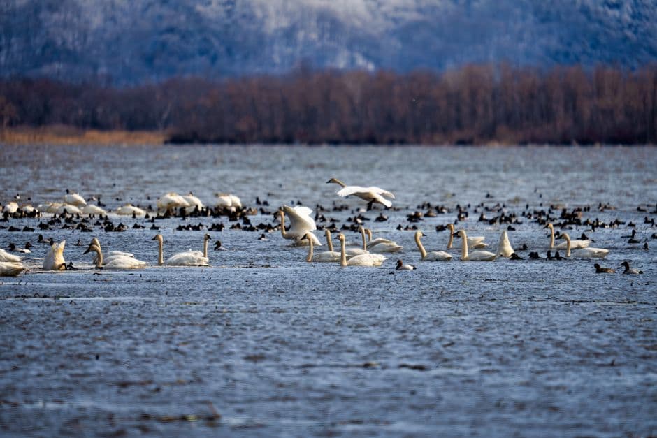 Can an entire Arctic ecosystem evolve to adapt to the climate crisis? · Photo by Tom Fisk on Pexels
