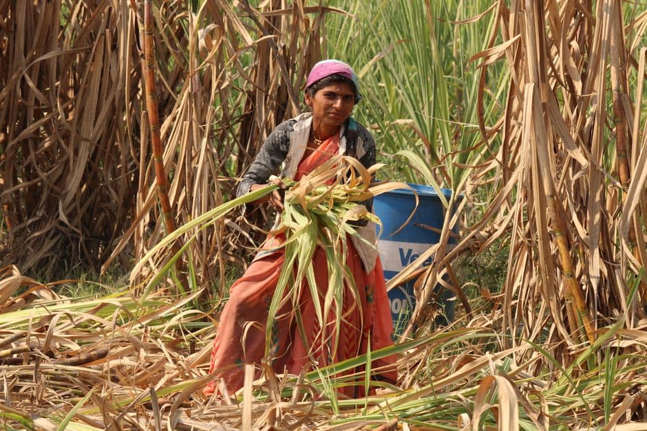 UPL SAS: Building Climate-Smart Sugarcane Value Chains · Photo by DrNaresh Shejawal on Pexels