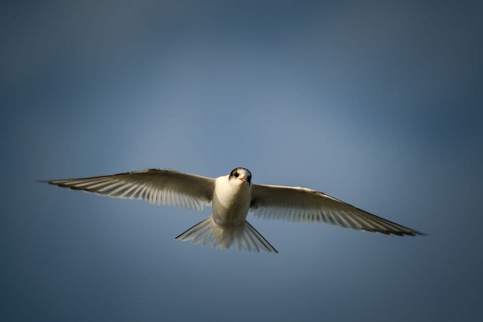 One in nine migratory birds threatened with extinction, global report says · Photo by Francesco Ungaro on Pexels
