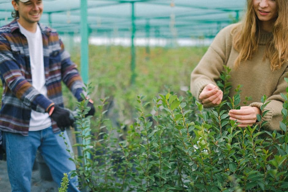 America’s houseplants come at a steep price for greenhouse workers · Photo by Anna Shvets on Pexels