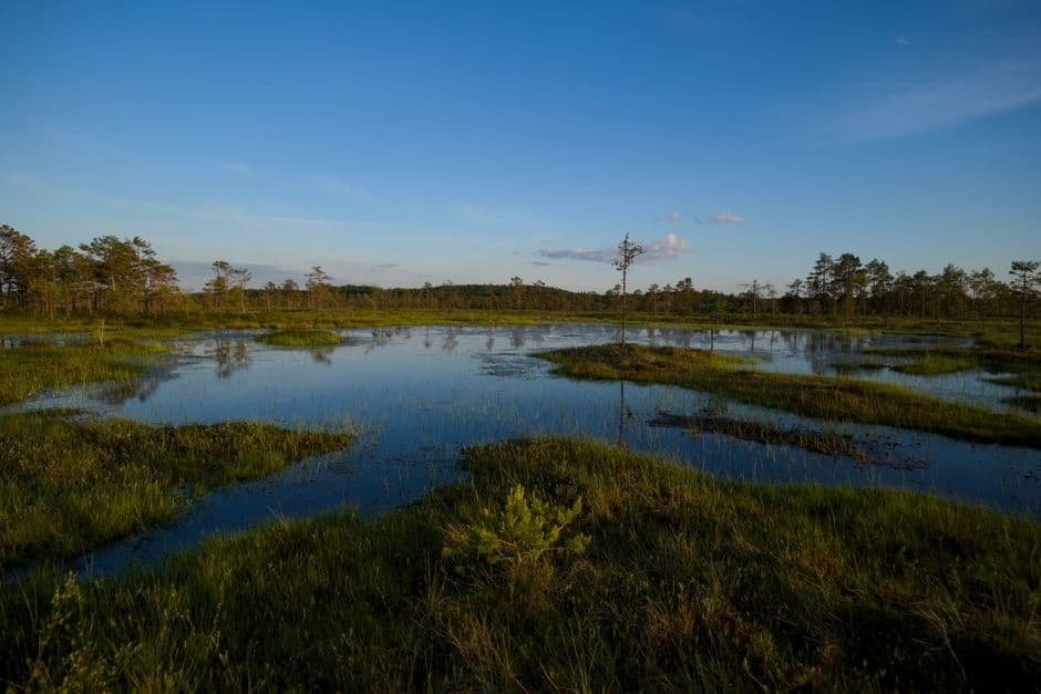 The slow, muddy work of saving ancient bogs · Photo by Lauri Poldre on Pexels