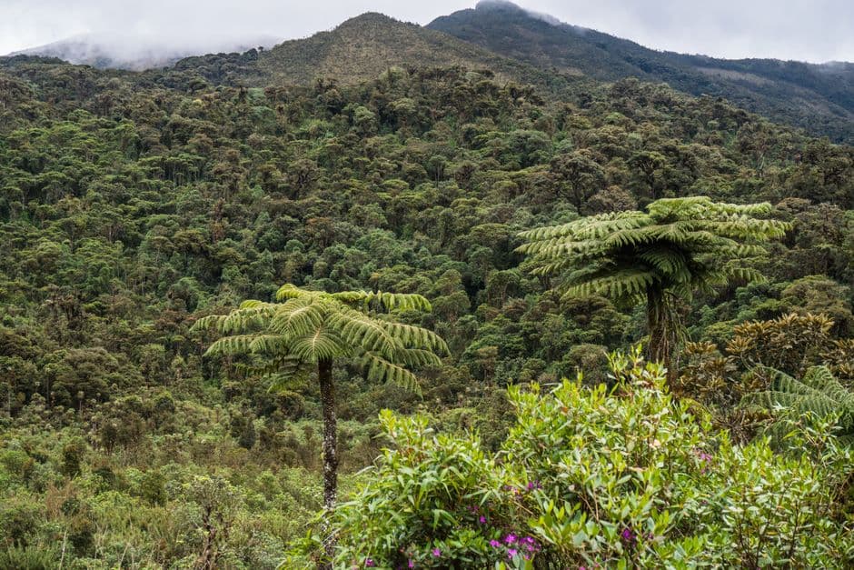 The bird that changed Ecuador: how a chance discovery of a rare species helped to save many more · Photo by Juan Felipe Ramírez on Pexels