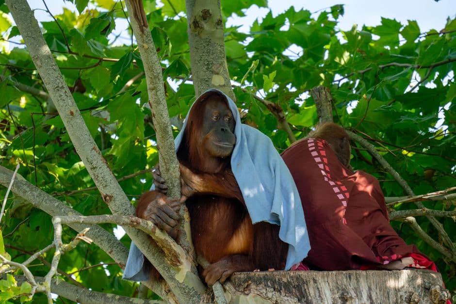 Indonesian wildfires threaten leading orangutan research site in Borneo · Photo by Wijs (Wise) on Pexels
