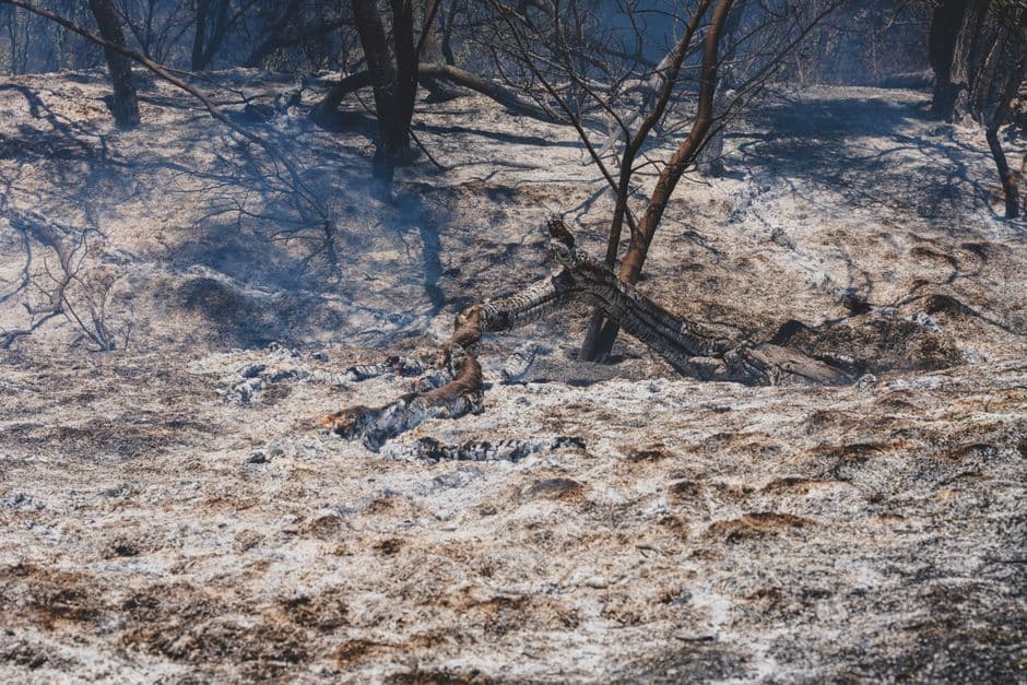 Burning forests, emptying rivers, €180bn in damage: Europe’s politicians face reckoning after ‘summer of truth’ · Photo by Engin Akyurt on Pexels